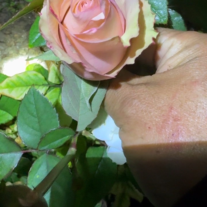 无花朵阿普里科拉小苗