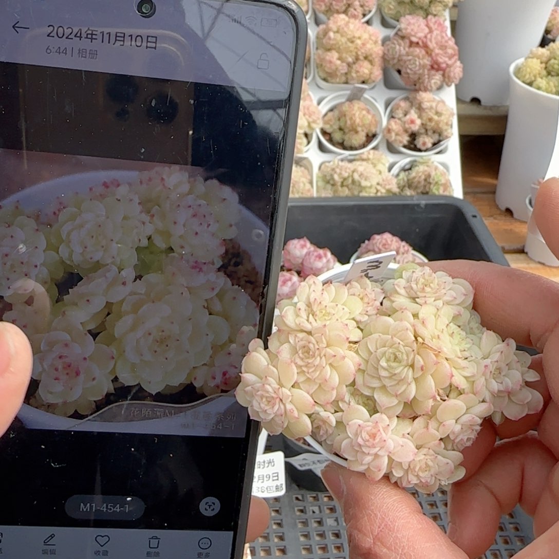 【闪购商品】0209-83（m1-454-1）