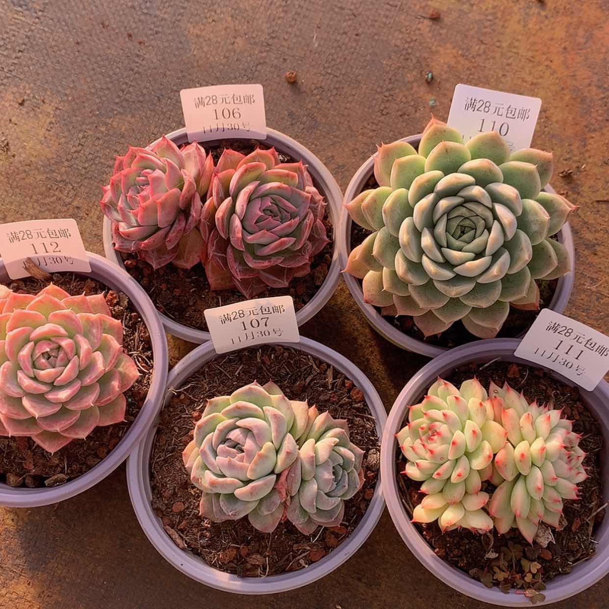 【闪购商品】‖****℡云111号玉颗