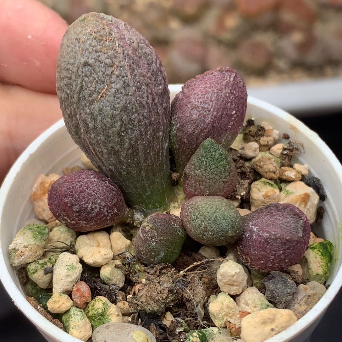 少女心 一物一拍带盆大