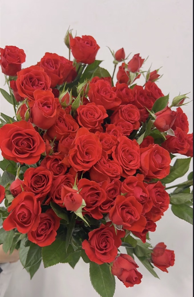 【霓虹泡泡】水培鲜切花（20%不售后）