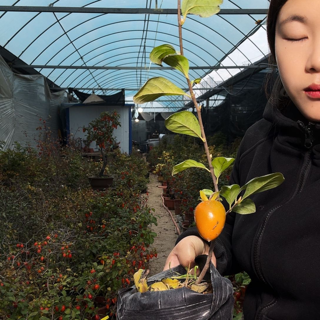 续***叶完全开放老鸭木市