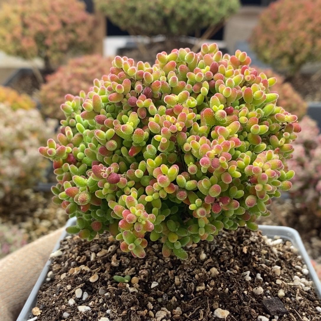 蜜橘糖球4671枝干番杏