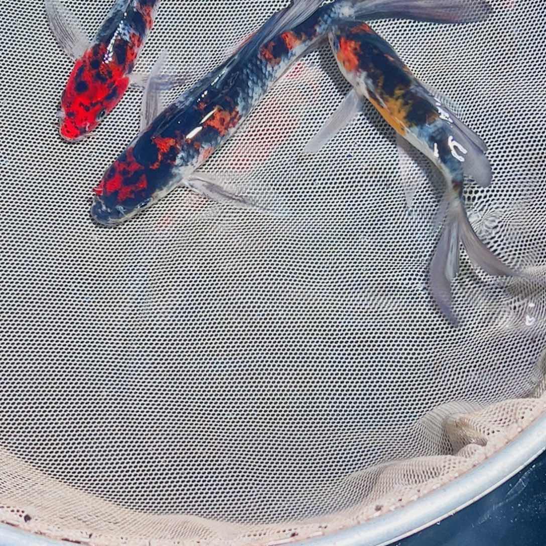 锦鲤锦鲤观赏鱼1111