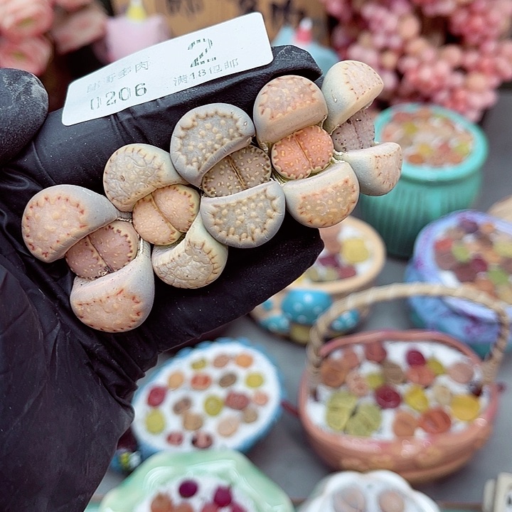 生石花满18包邮6-2