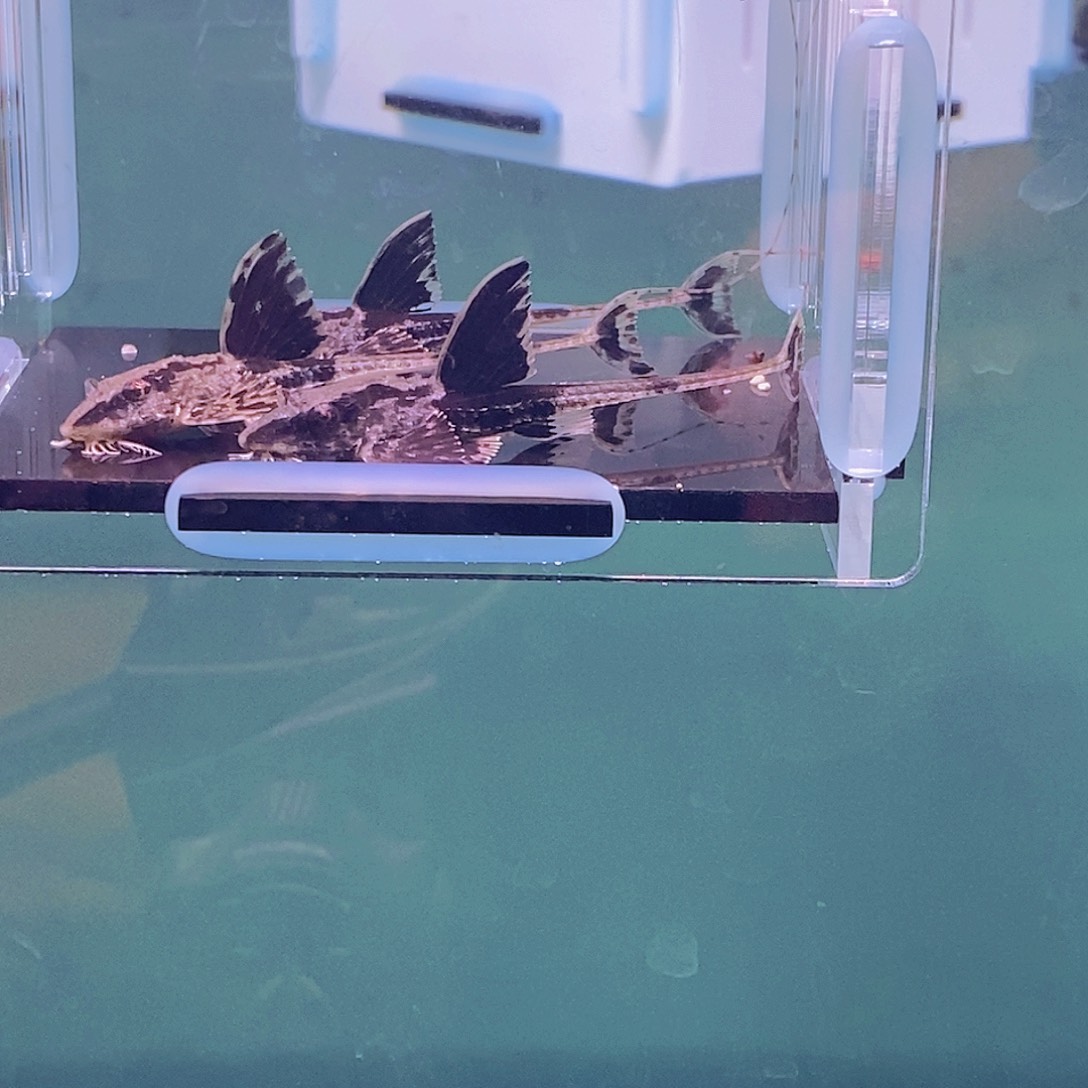 清道夫鱼直升机5号