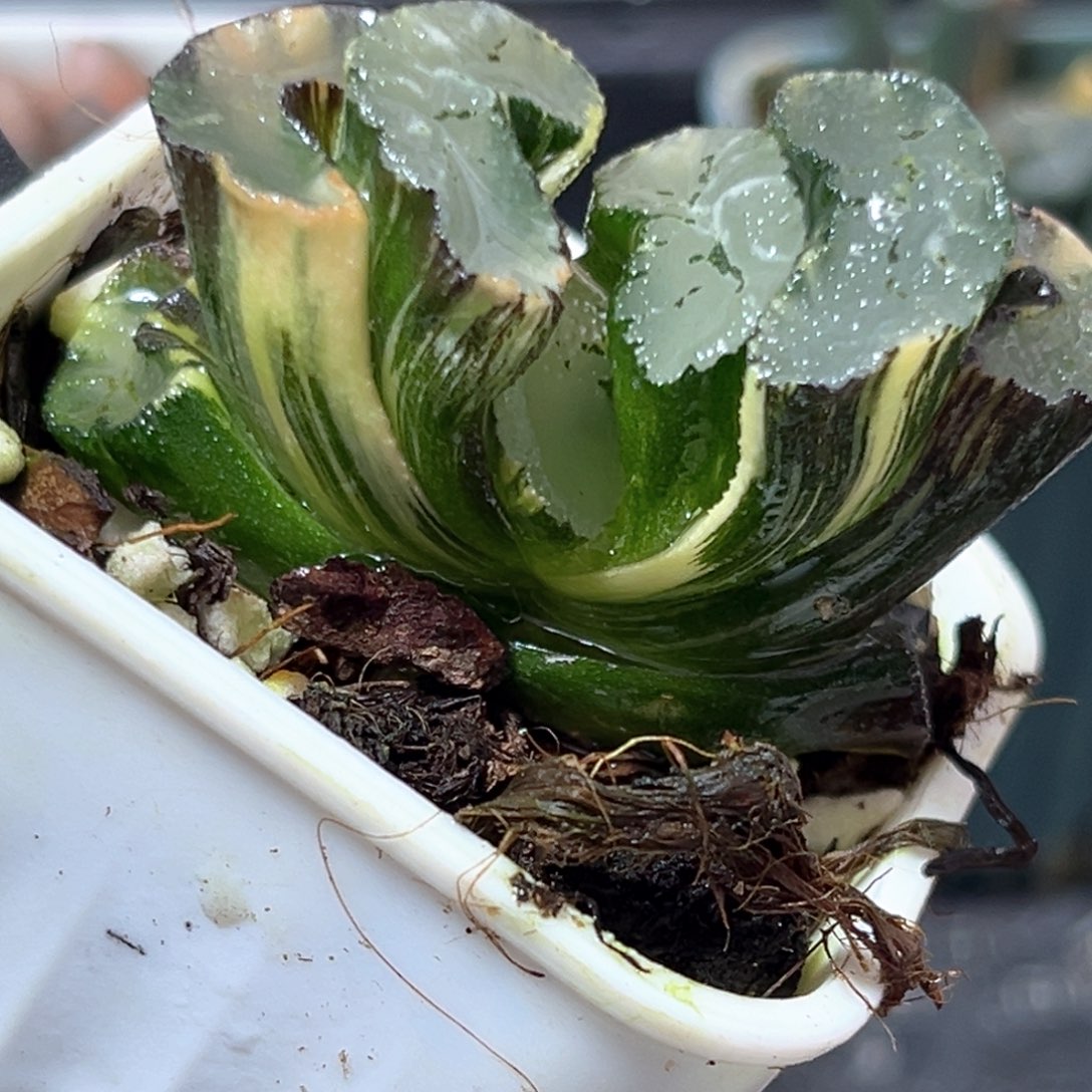 恭喜发财大吉大利4155