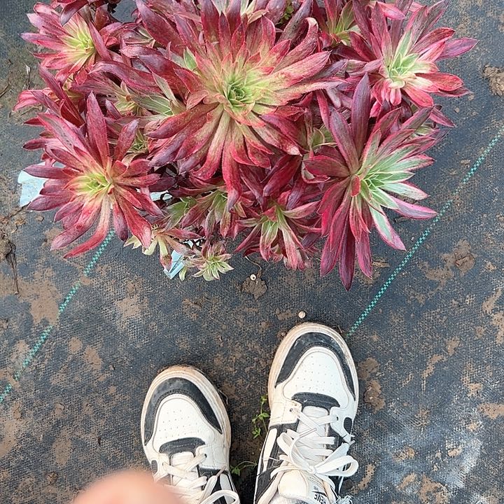 多肉法师植物链接29