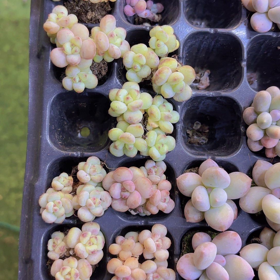 阳光玫瑰一颗量拍