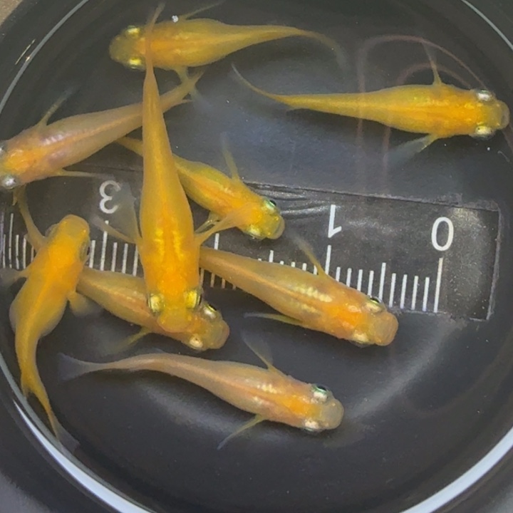 青鳉鱼黄出目27号