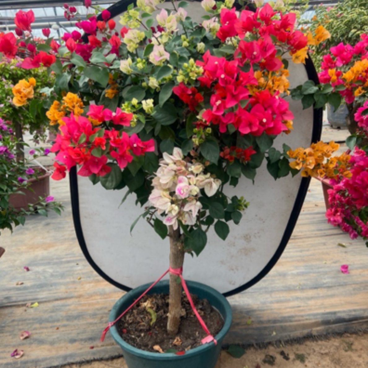 多色三角梅多季节开花勤花好养