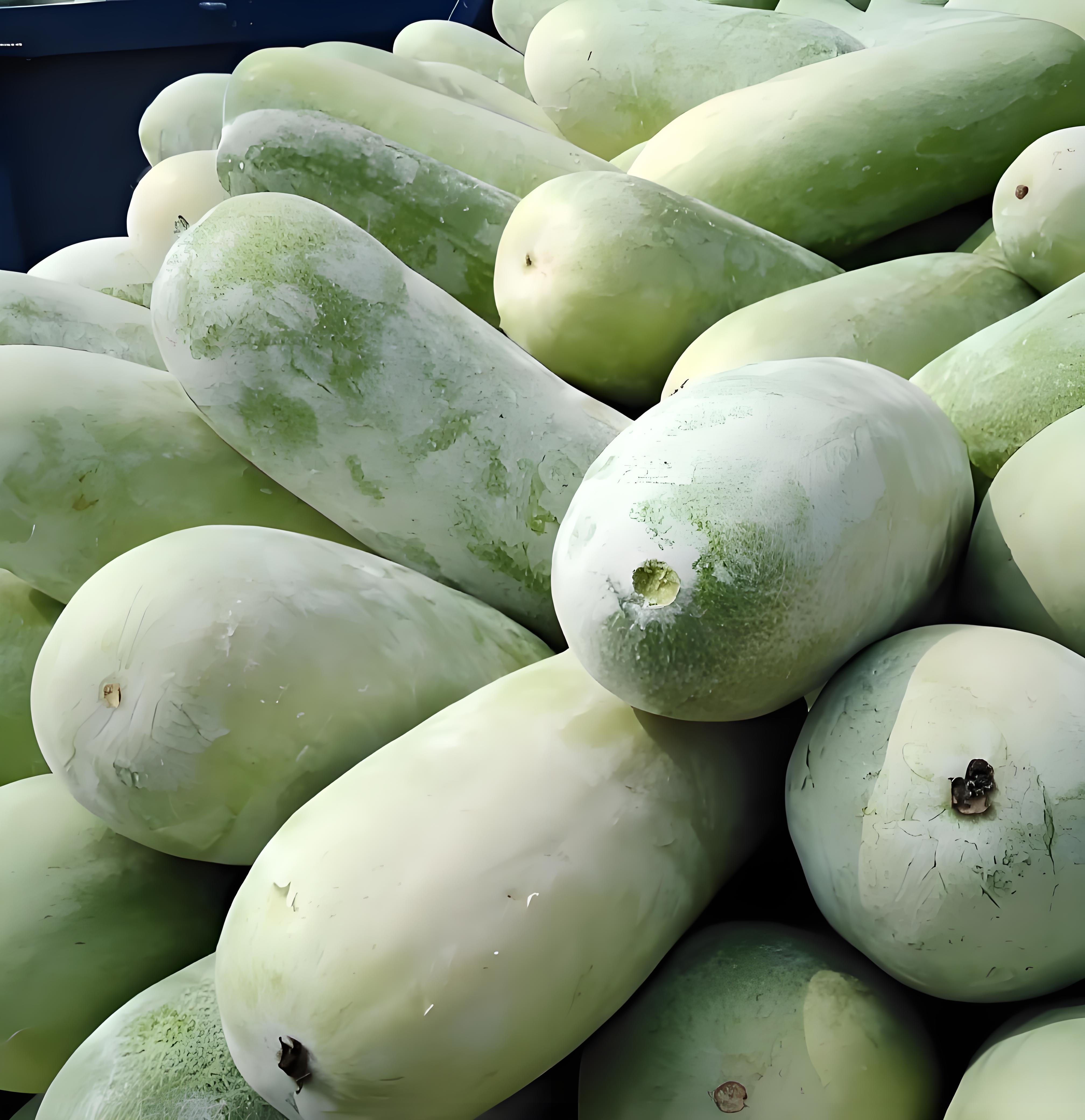 云南高山种植-小冬瓜