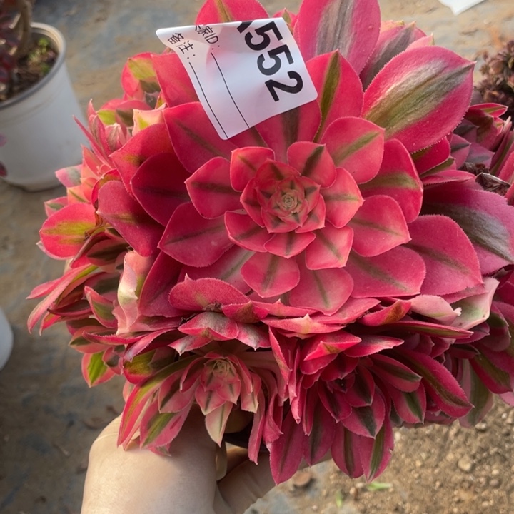 多肉粉女巫优选法师552