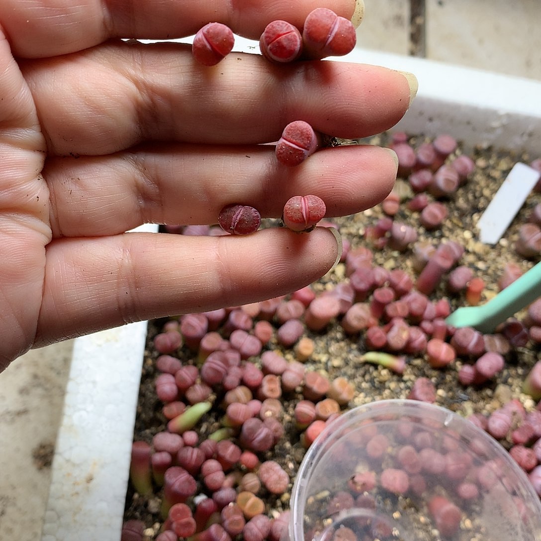 小*云E387多肉植物保护研究所