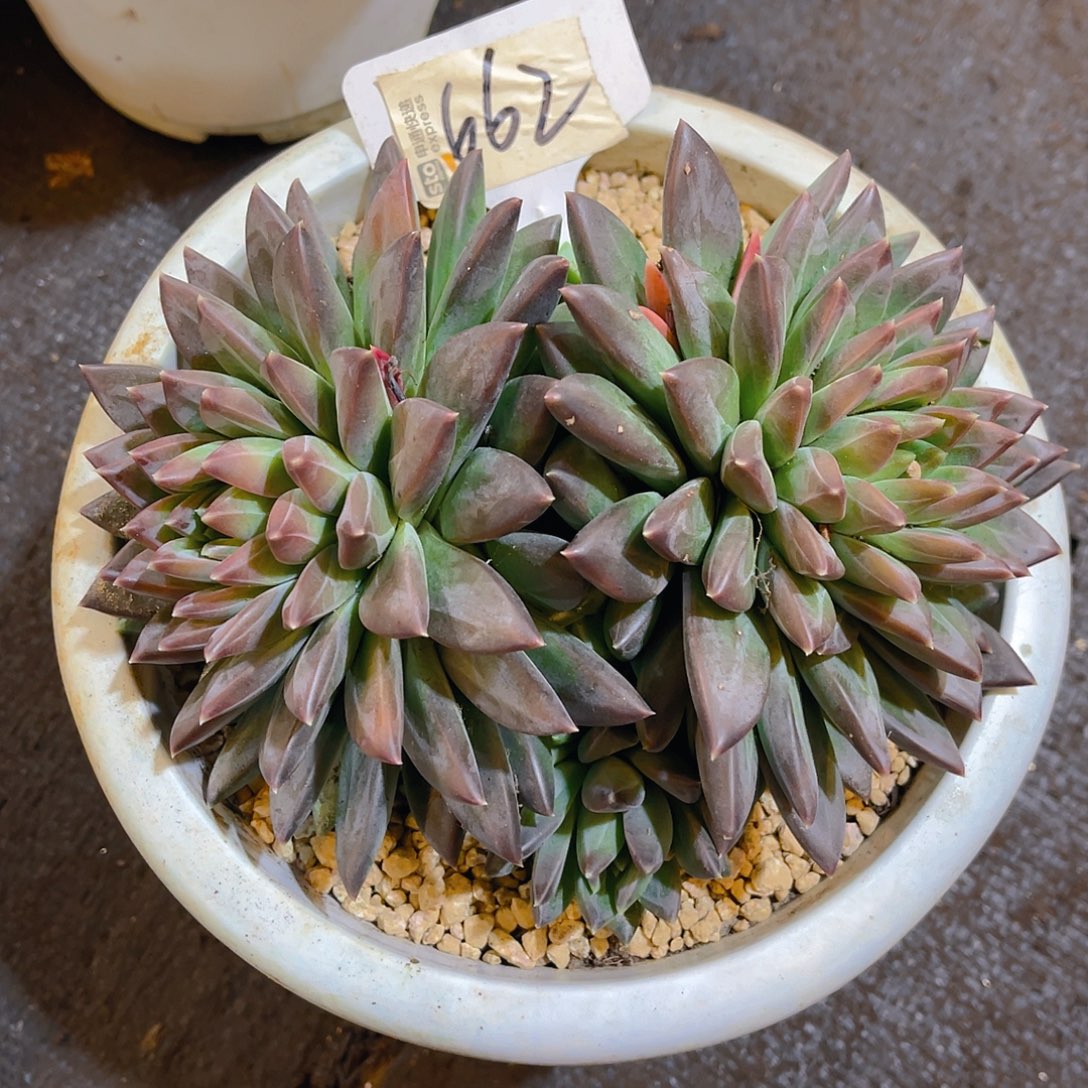 存***姐000000000000000662