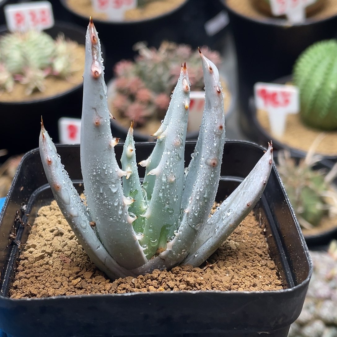 实生短叶柏加芦荟仙人球