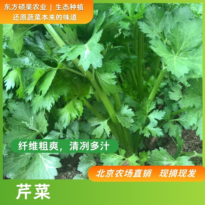 次日达【东方硕果】 暖棚实心芹菜，现摘现发，2斤包邮 随机多送1斤菜