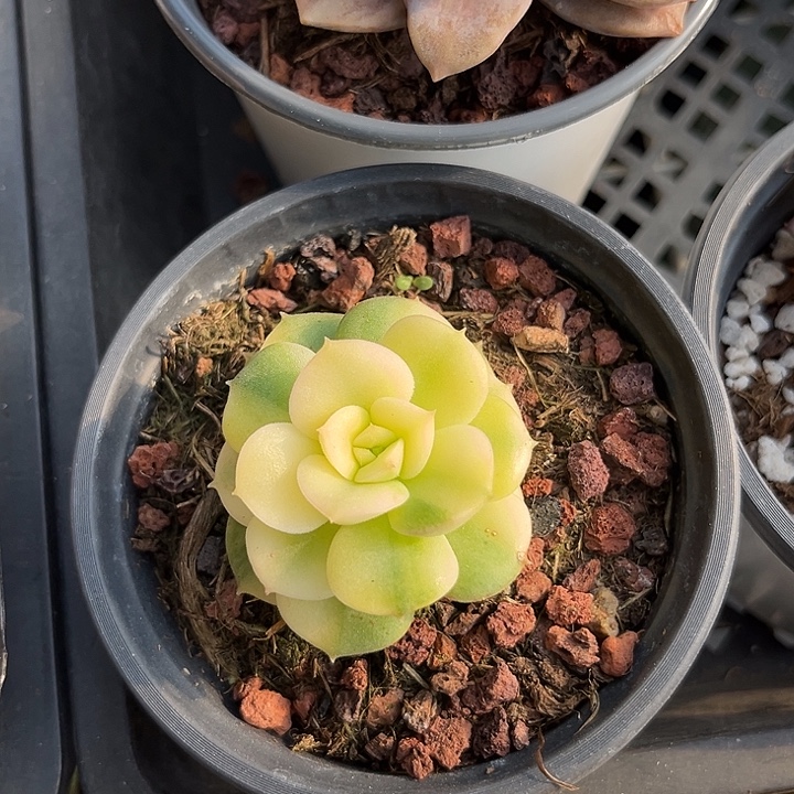 s***y圆叶尼克宽锦多肉植物