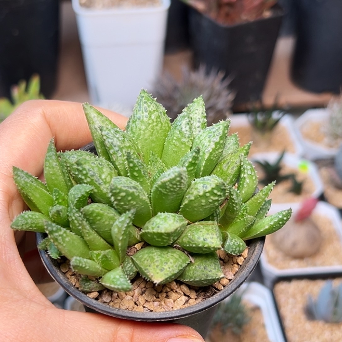 椒***鸡泡泡尤十二卷群母本