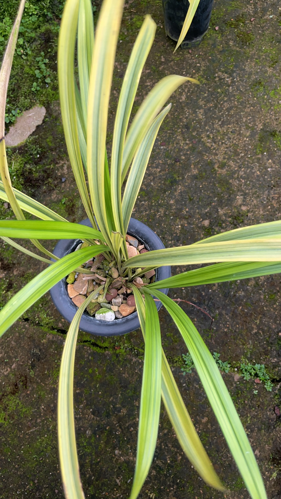 浓香型兰花盆景草多苗1杆多花室内花卉