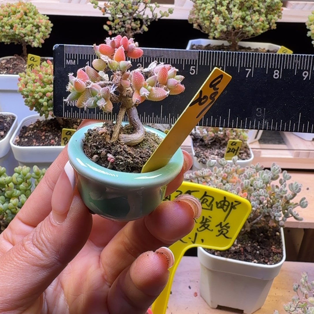 a209号玉米冠服4厘米