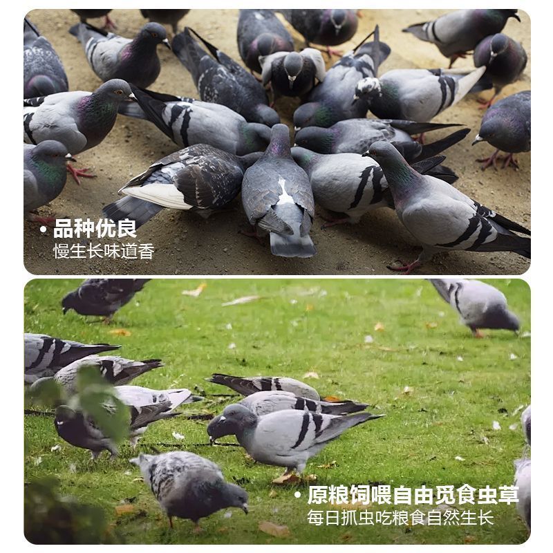 {义城支书—小刁}农家散养鸽子，喂粮食鸽子新鲜美味