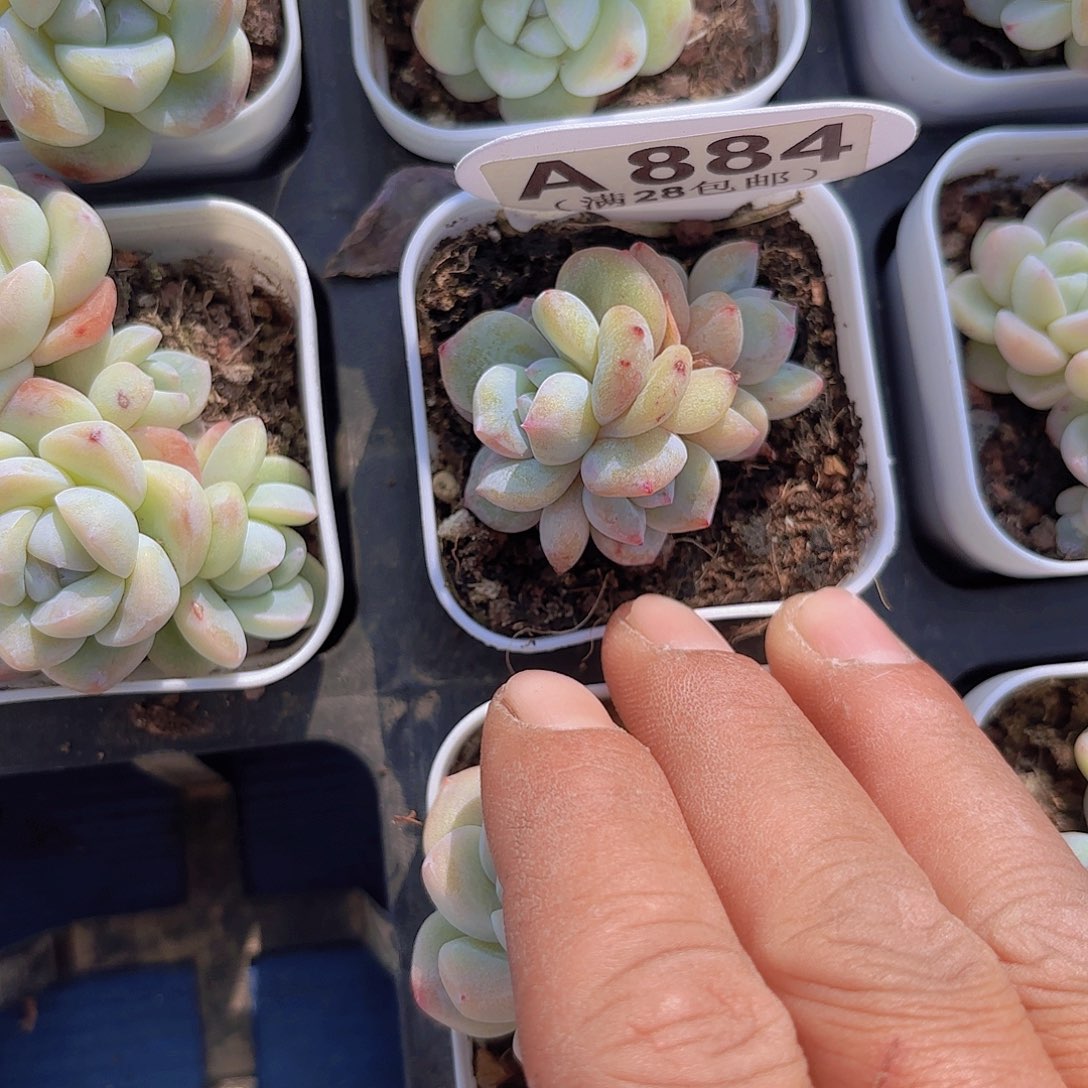 A884橙子石化一物一拍