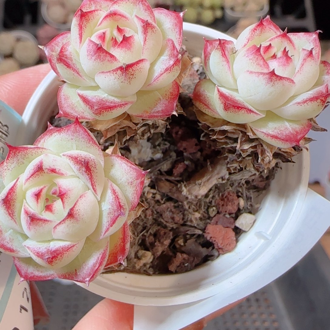 花语多肉1229-217女王装