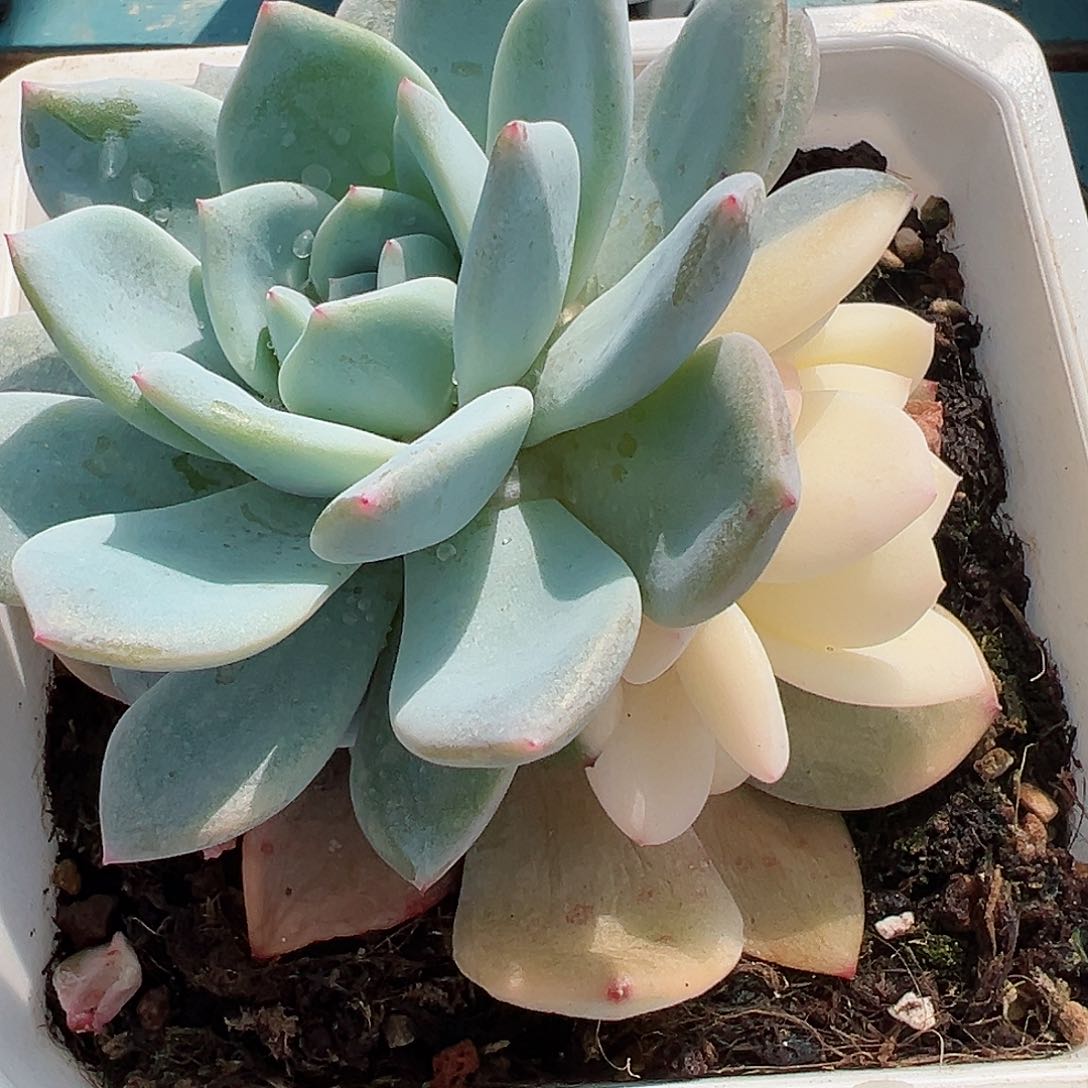 橙梦露锦底座，介意慎拍