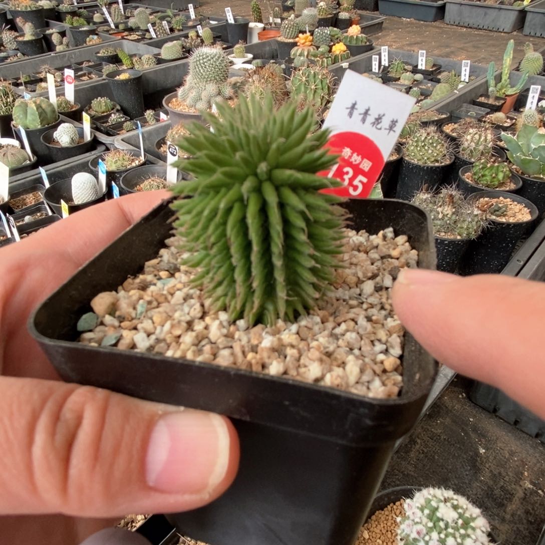 实生海胆大戟3.4cm一棵仙人球