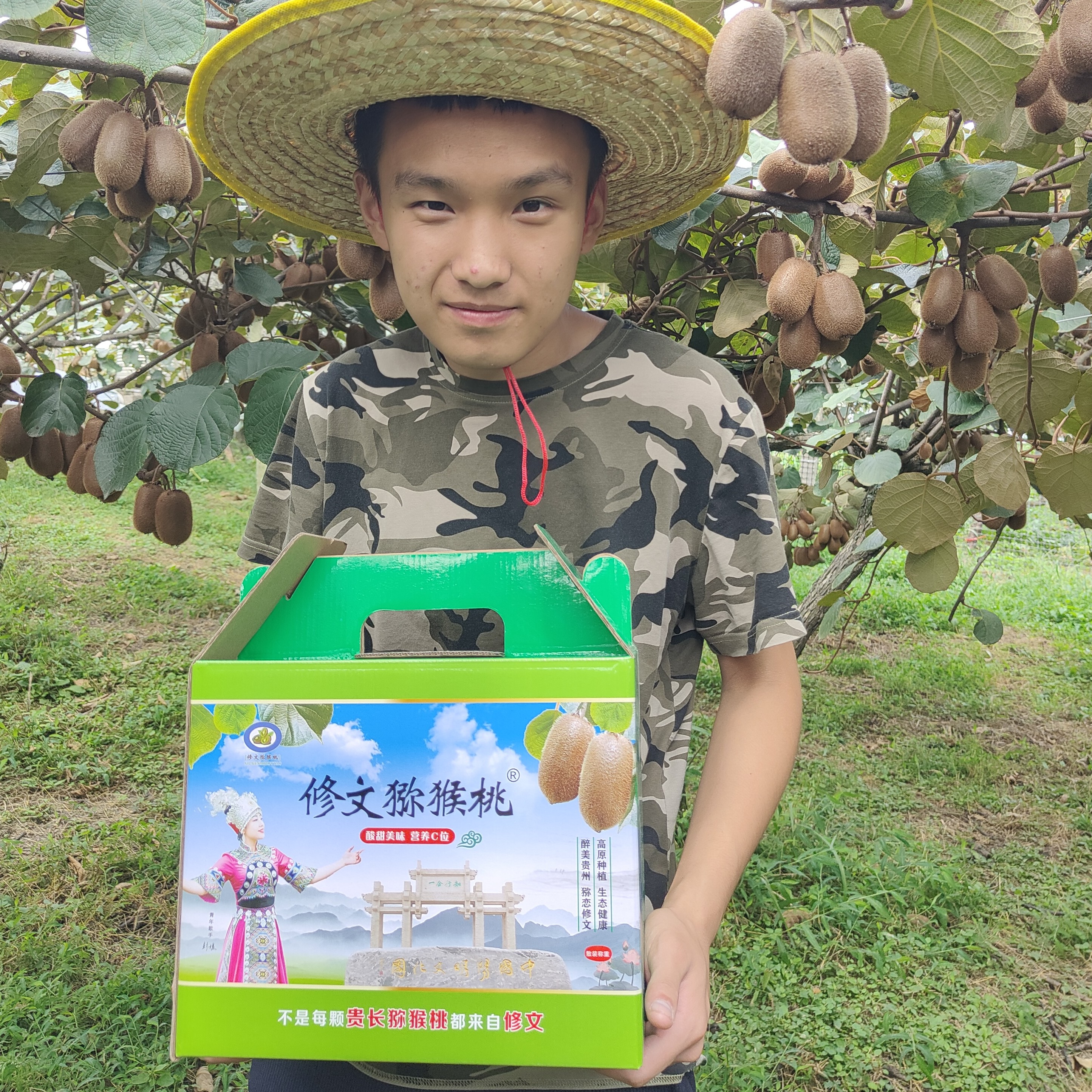 贵州正宗修文贵长绿心猕猴桃新鲜孕妇应季水果香甜多汁果园自然熟