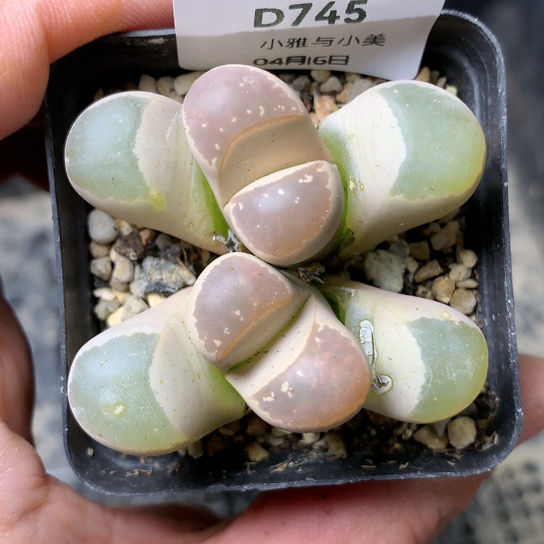 D745多肉植物保护研究所