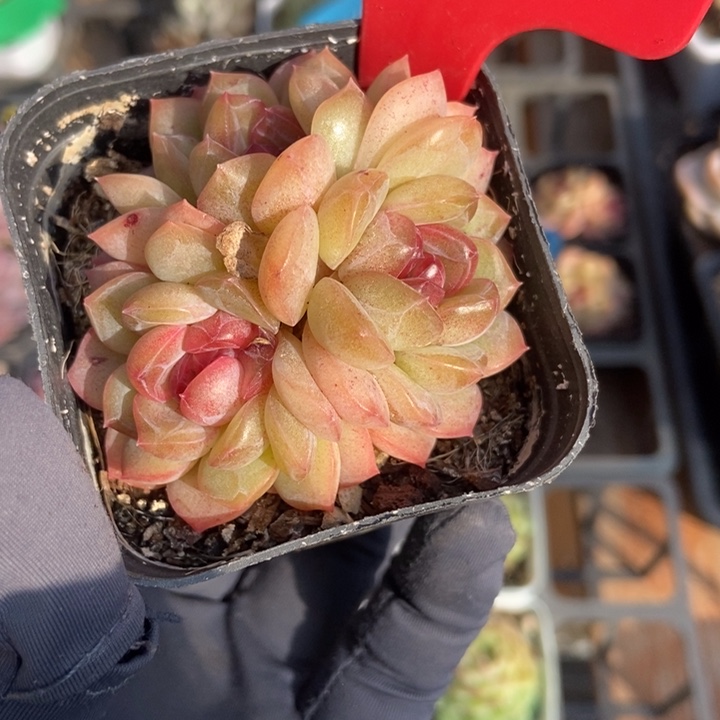 978琴心多肉植物