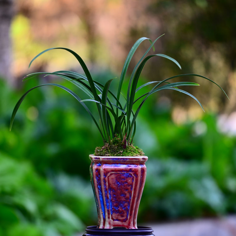 建兰【仙山牡丹】高级小巧紫砂民国绿粉浆雕花描金盆 室内好养易活