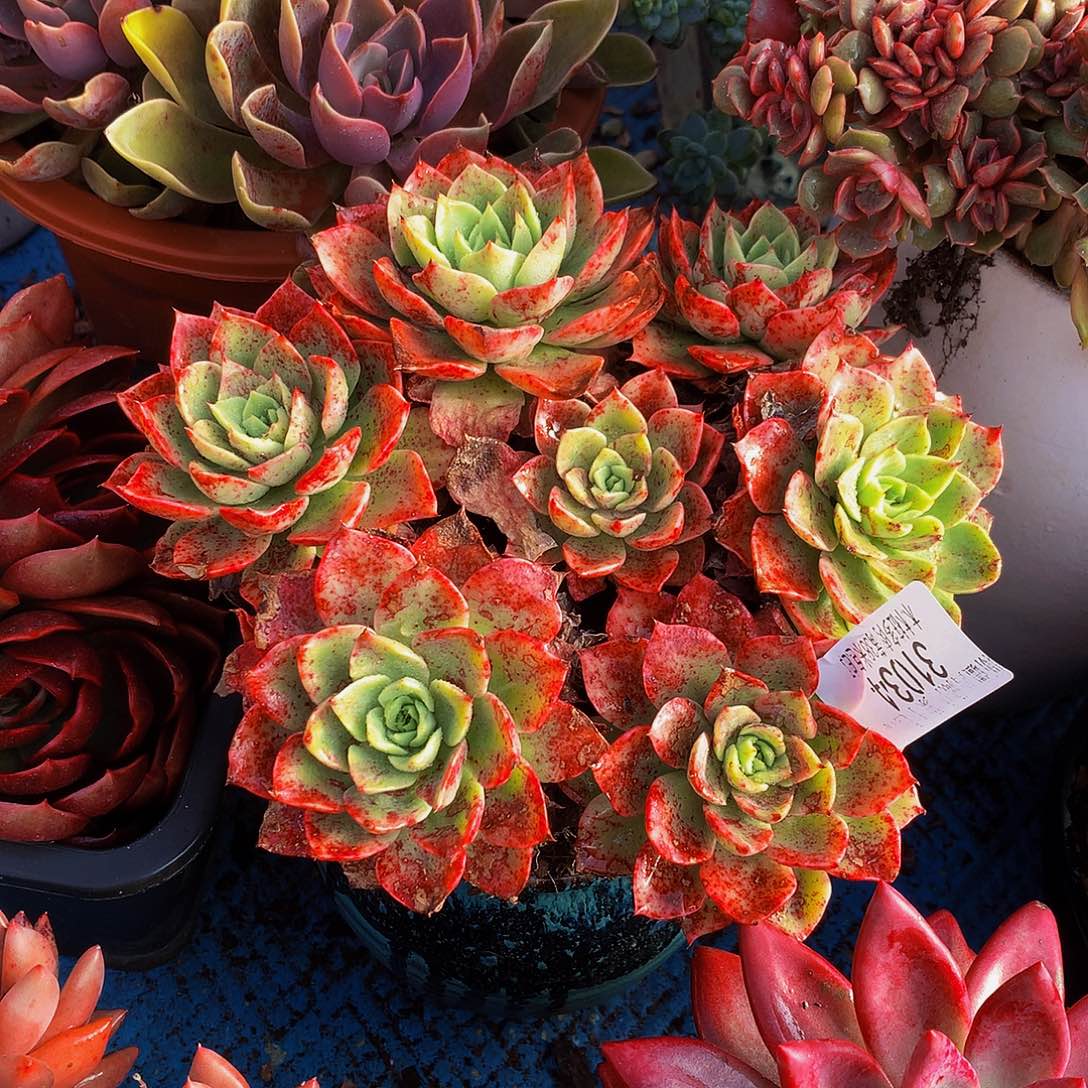 用***3    贝拉多肉31034