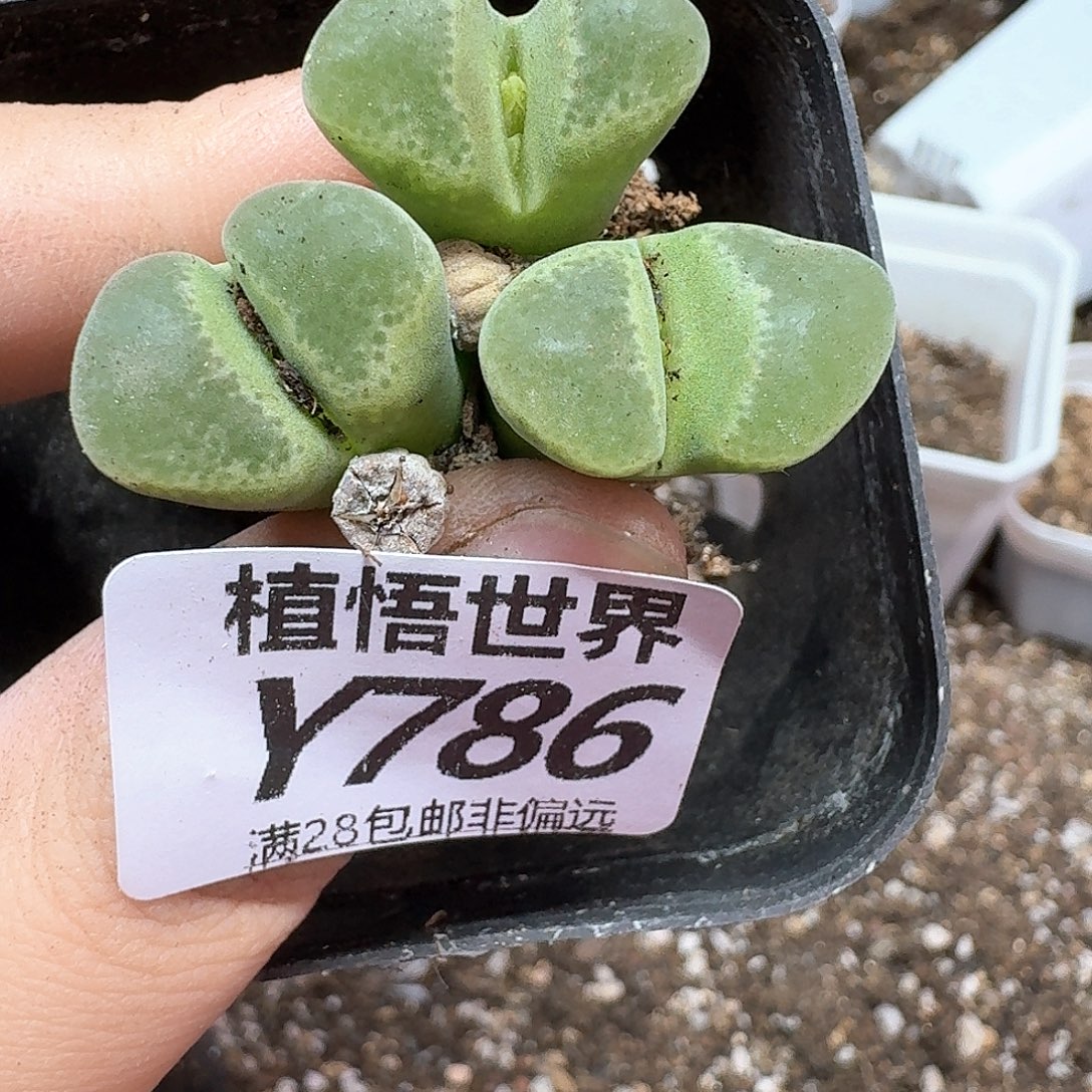 多肉植物的润泽法fb