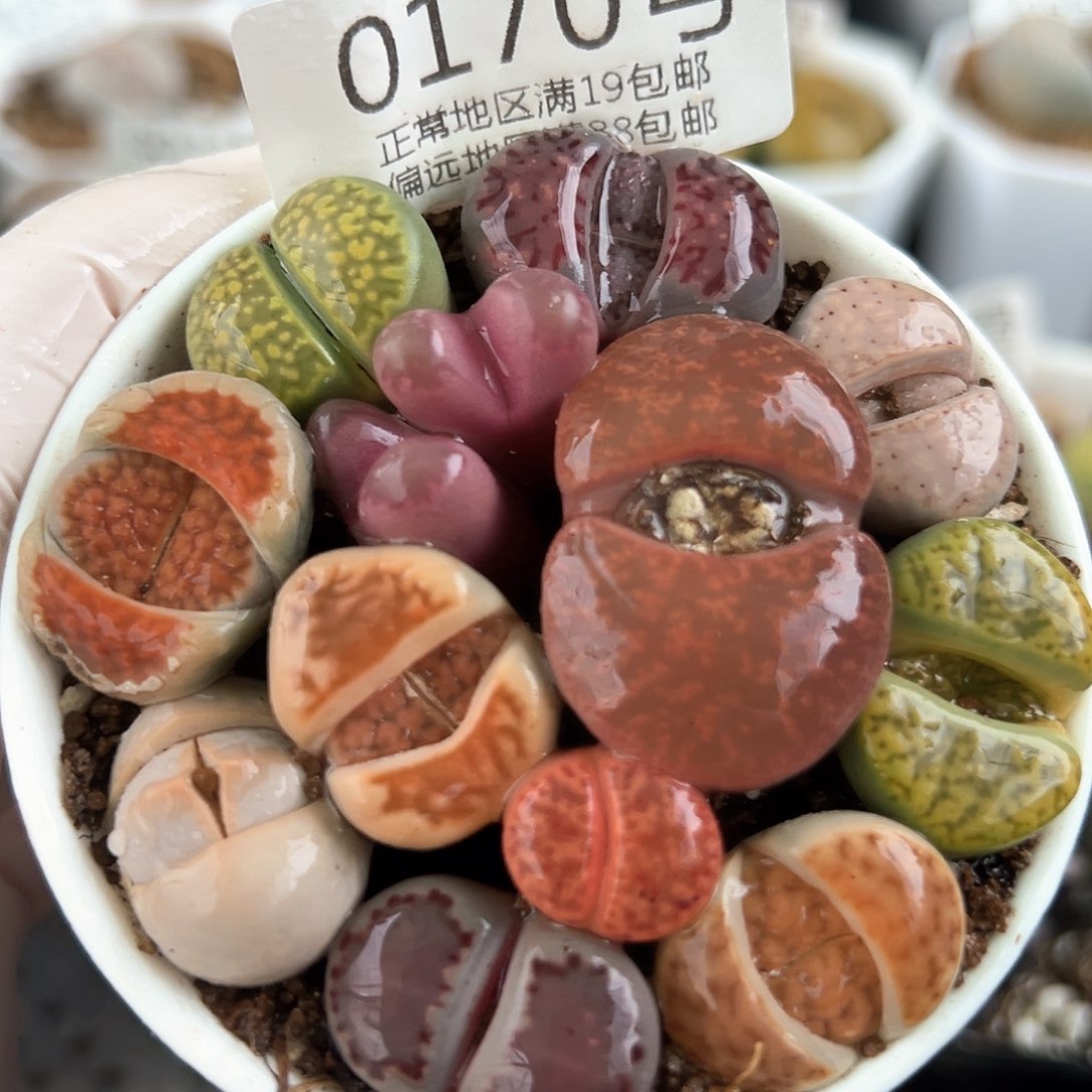 好养易活生石花大母本0170