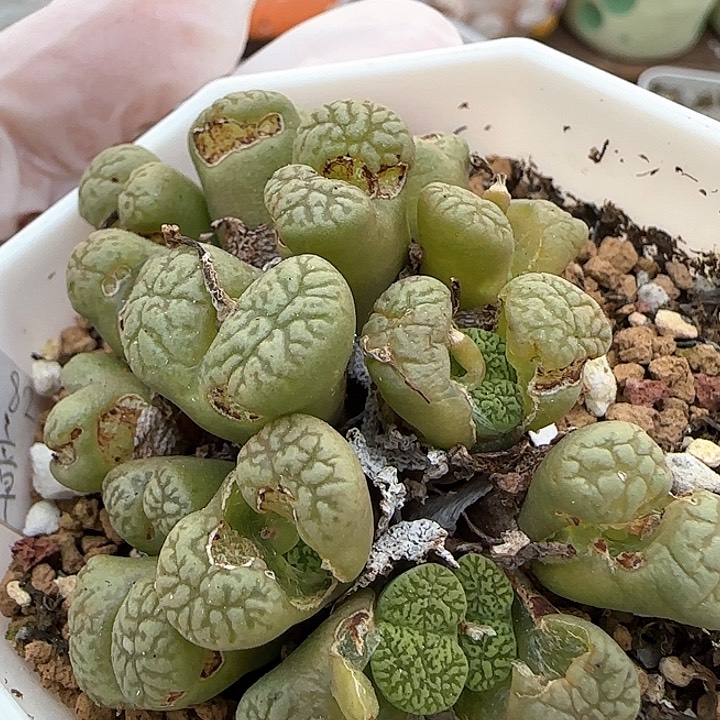 2。18。7021。 鸟哈尼。 