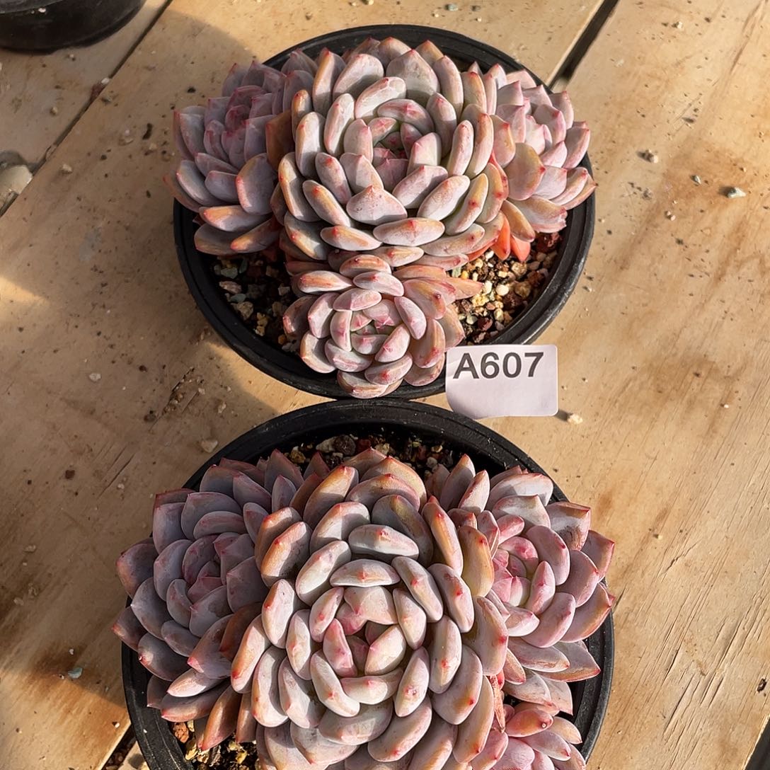 607多肉植物多肉植物