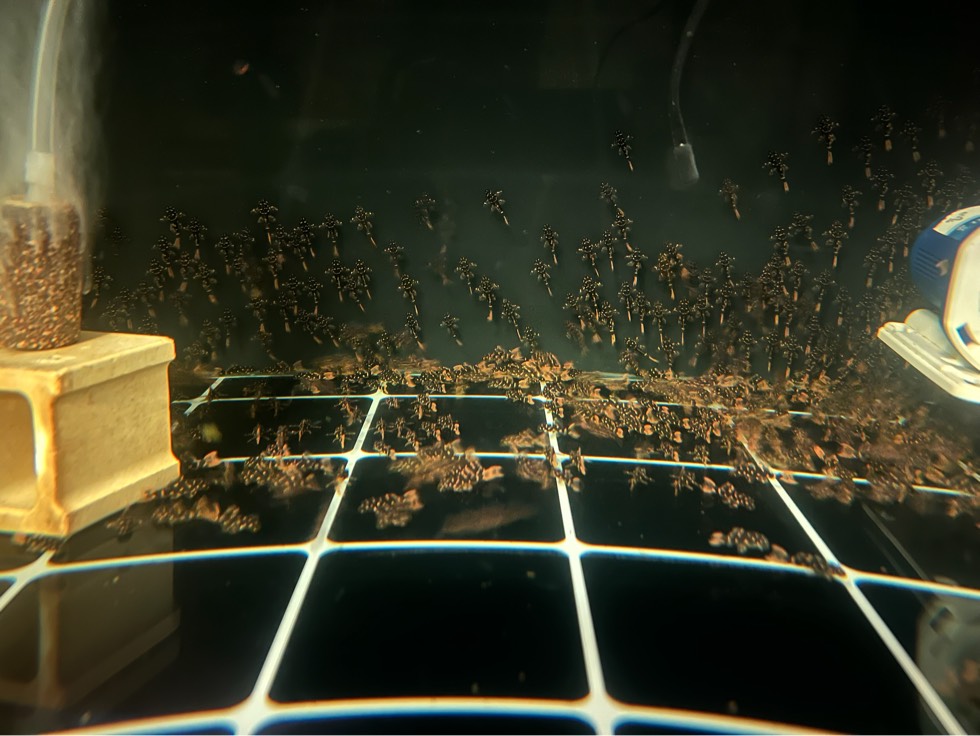 L600帝王血钻异型鱼清道夫