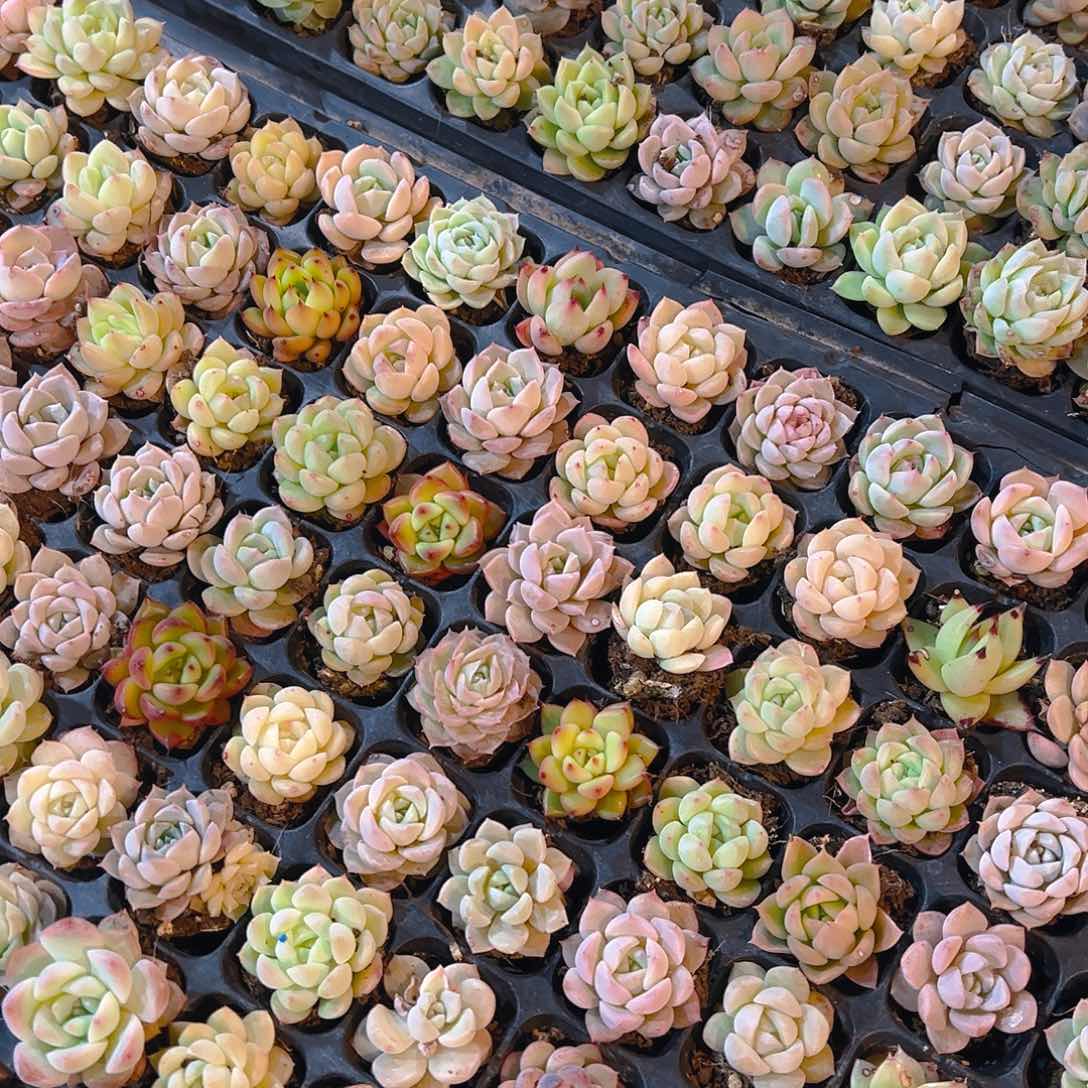 105孔新品15颗带穴盘量拍