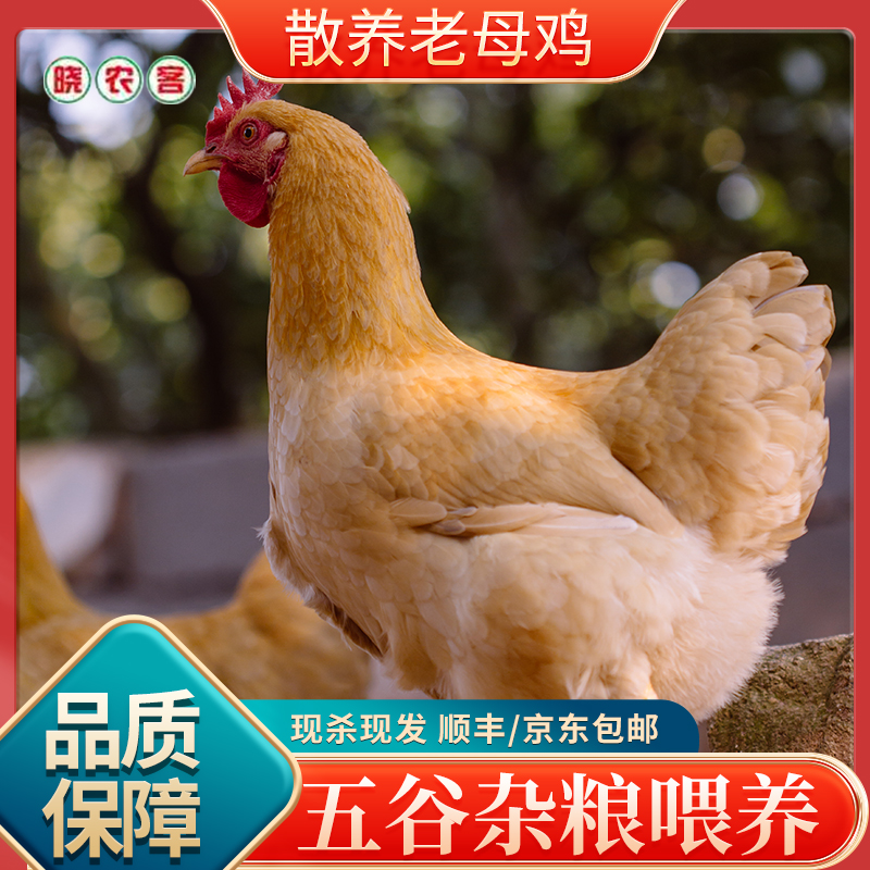 老母鸡【京东送上门】高山散养放老母鸡鸡肉滋补佳品