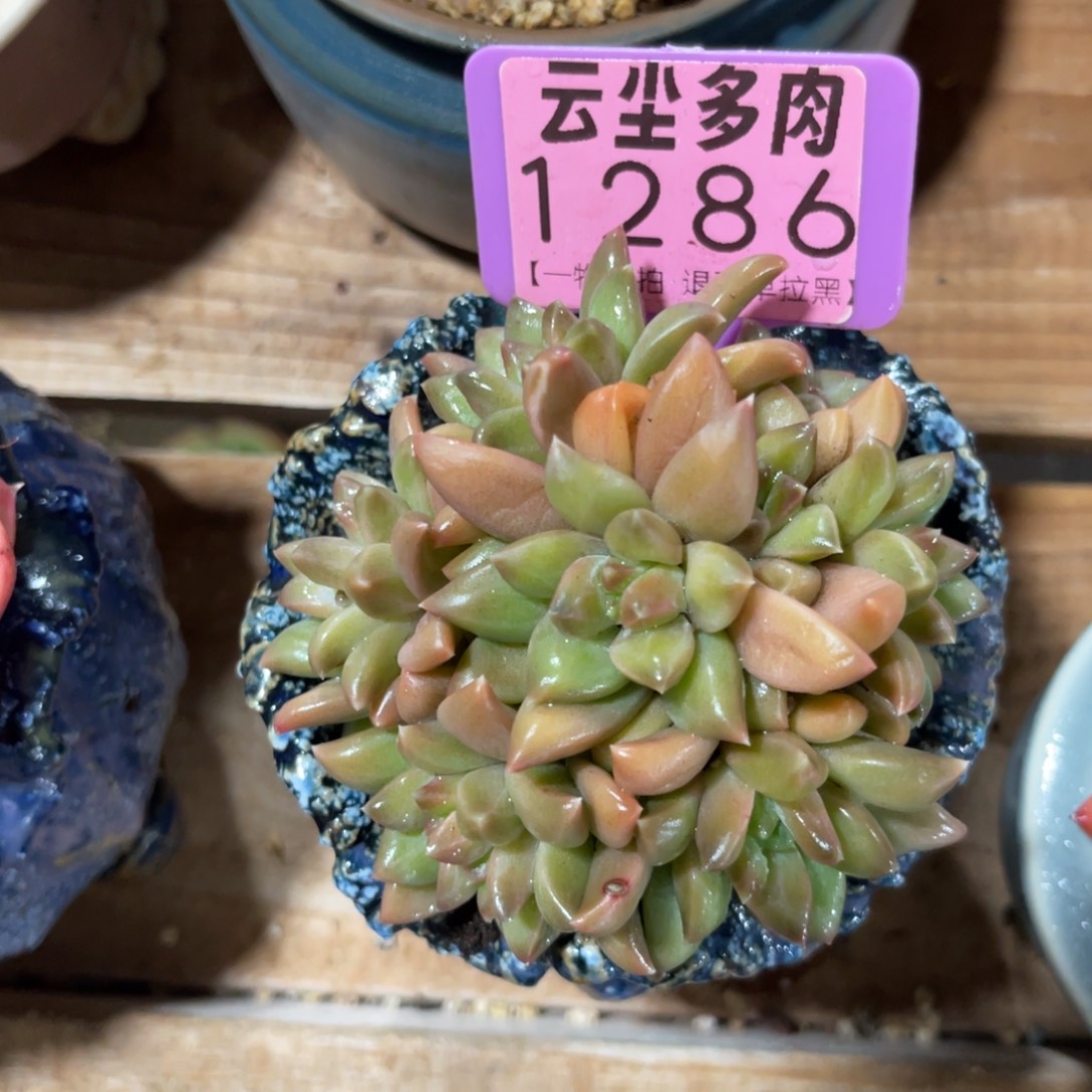 云尘多肉一物一拍不含盆1286