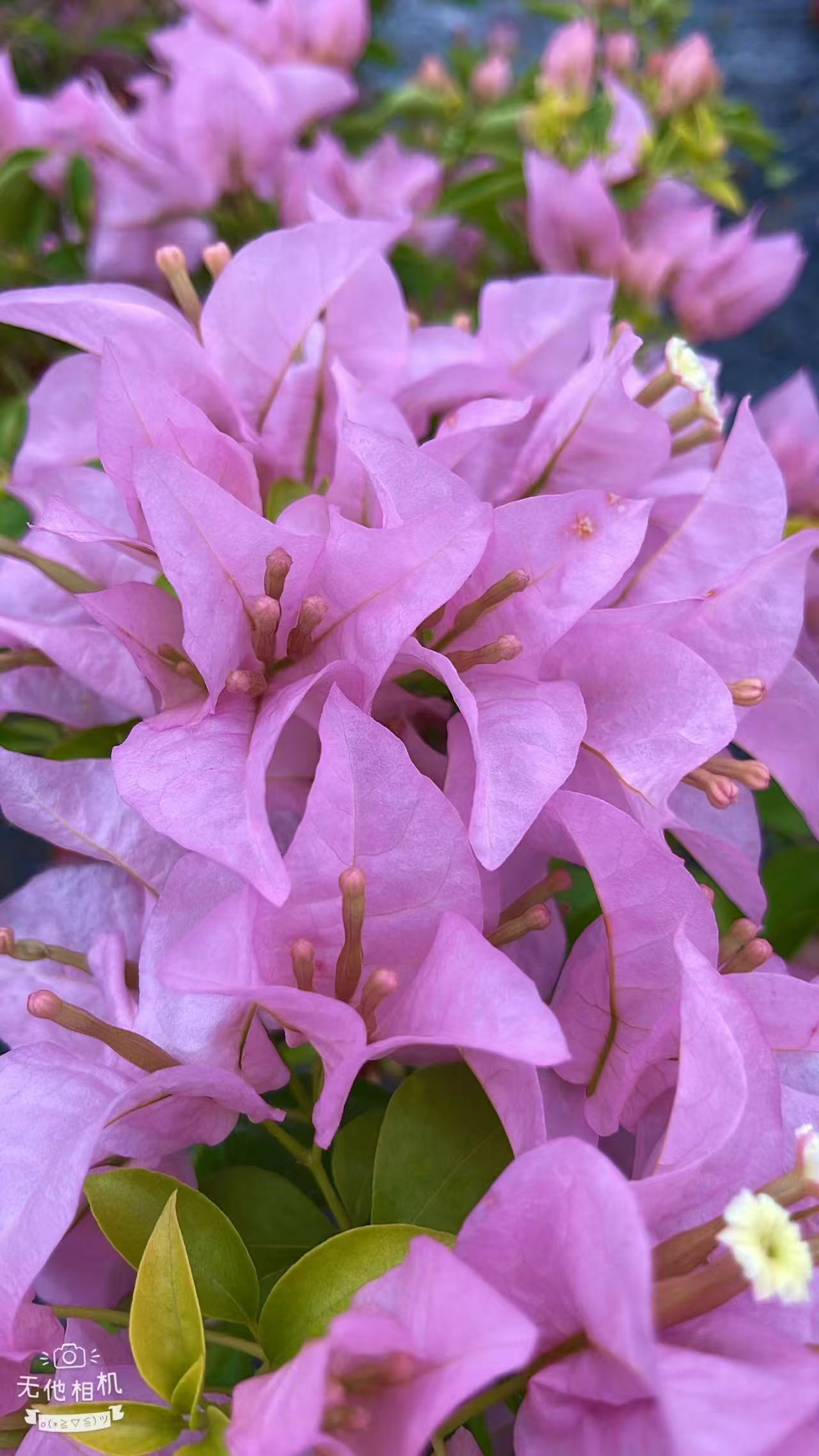 粉天使三角梅 盆栽爬藤植物四季基地美丽土壤绿植原盆土带花发