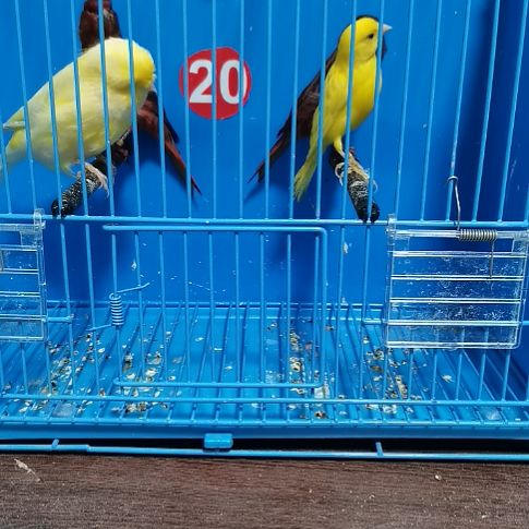 石***行虎皮鹦鹉黄克莱斯特公一只