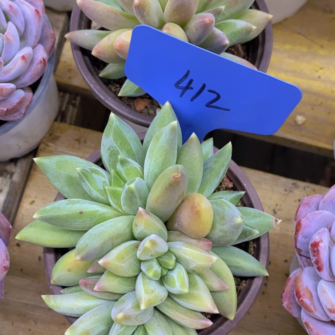 开心多肉，清货最后一场