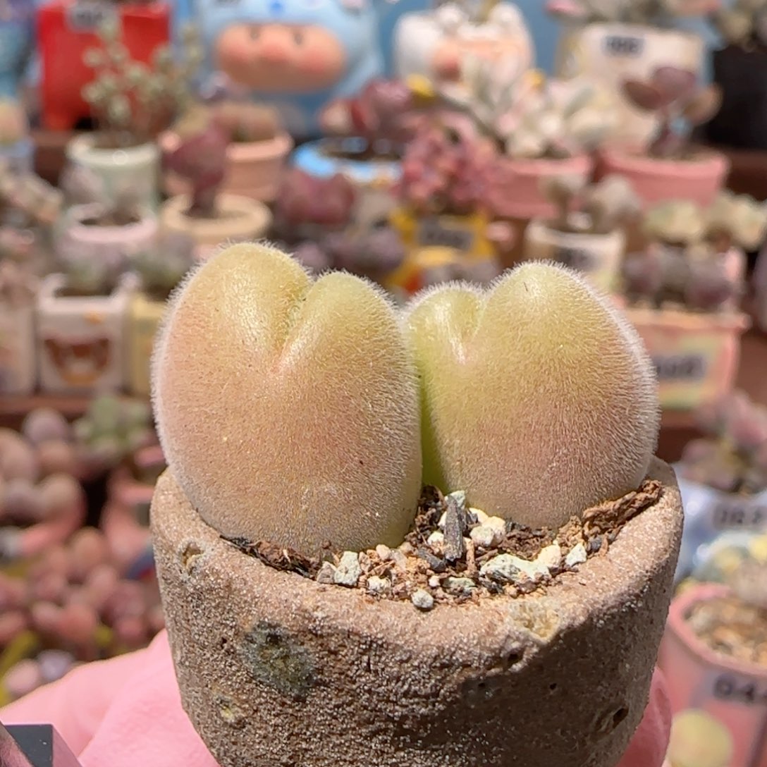 T可爱的毛翠盆口2.5cm