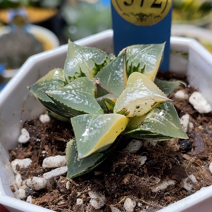 572完美酒吞锦福利