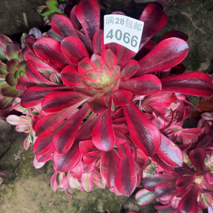 4066南美杜莎多肉植物