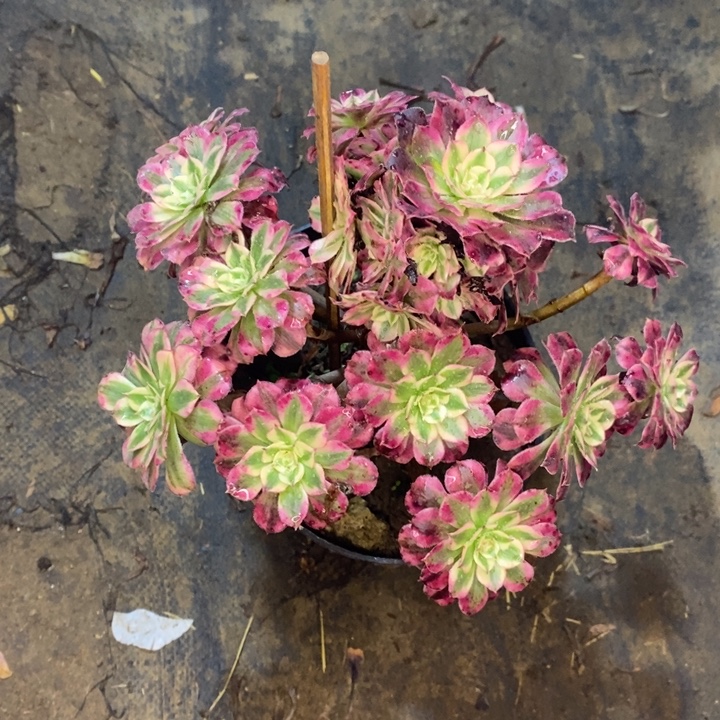 红桐超白9多肉植物法师法师